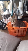 アゲハ