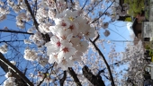 かがり