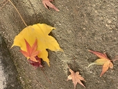 秋