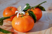 やじ🍊