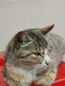 綾
