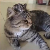 しゃる