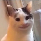 GATTO