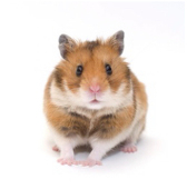 みやさとゆいこ