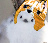 birbbrainZ