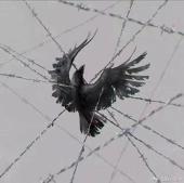 GhostBird幽灵鸟