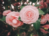 春。