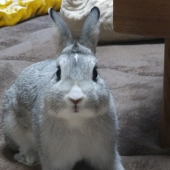 ななうさぎ