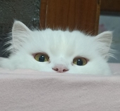 に