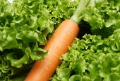 Carrot