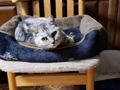 ミミ