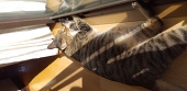 猫月雪乃