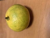 もやし