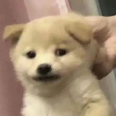 裨成