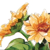 蜂蜜