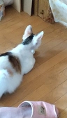 ありーしゃ