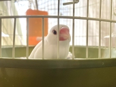 ふくふく