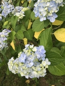 がま