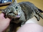 パポひこ