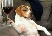 Donpotaxio