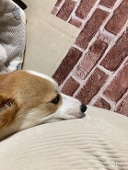 しじみ