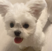 卷毛在赶稿