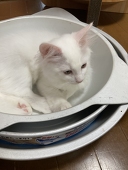 やんこせんせー 更新停止中