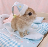 Antekumpo