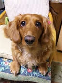 芋の人