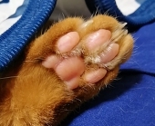 ねこ