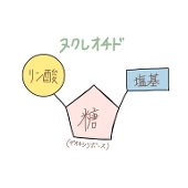 部屋の壁