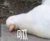 无情烟灰缸wqyhg