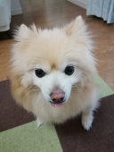 桃柚子