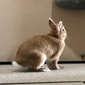 すすき