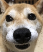 あおくん