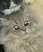 秀幸