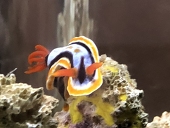 夢尋