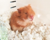 JesheTheHamster