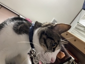 琥珀