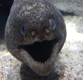瘋狂