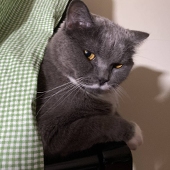chilllily