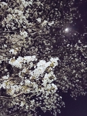 川辺