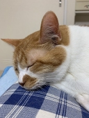 しらさぎネコ