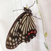 朱無花果