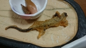 カラアゲ