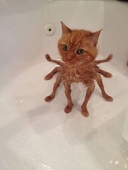 田园大黄猫
