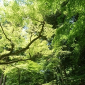 雷兎
