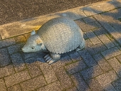 小鮫