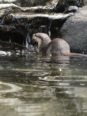 あまひら