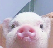 风生汐